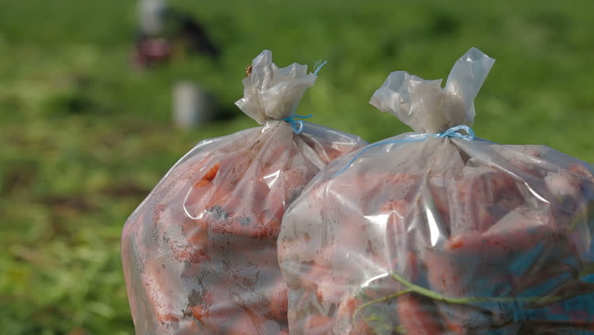 Line of sacks with carrots and workers harvesting carrots on the field.