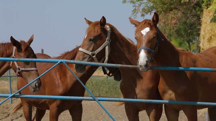 Young stallions walking in paddock. Close-up.