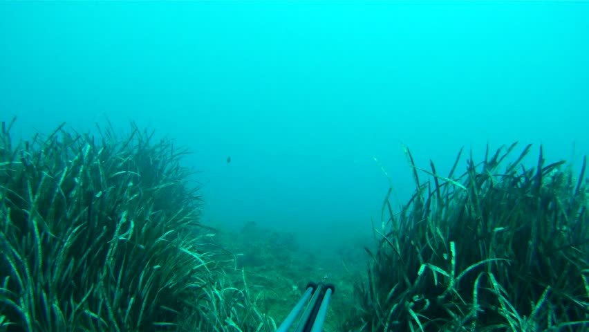 Man swimming and spear fishing in the mediterrain sea.