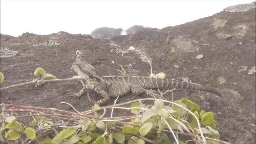 australian water dragon sitting on cliffs at the Gold Coast in Queensland, Australia