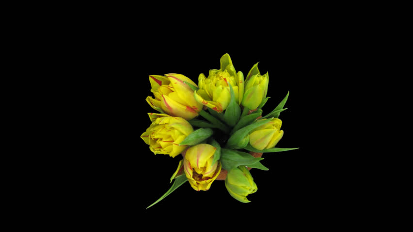 Time-lapse of opening yellow-red tulips in a vase 2a in .PNG+ format with alpha transparency channel isolated on black background, top view.
