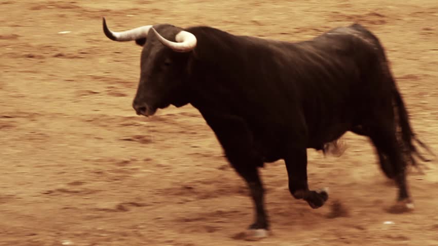 Powerful spanish bull, bullfight arena