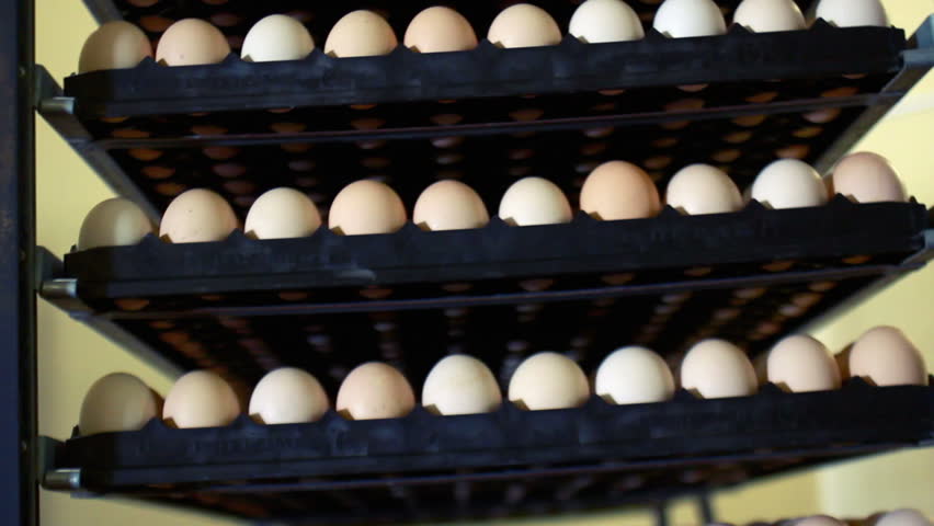 Panning on rack with eggs prepared for incubator