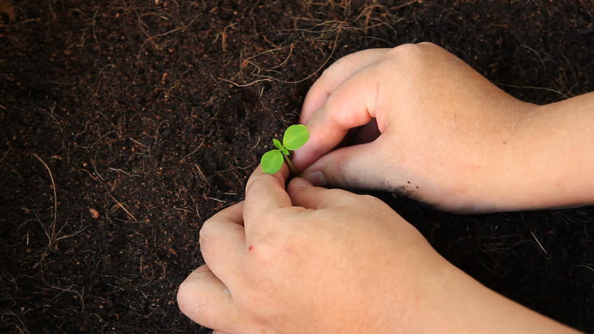 sprout , planting tree 