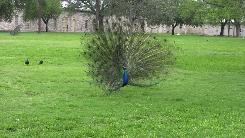 peacock strutting his feathers from front. Ft Sam Houston Quadrangle in San Antonio Texas. Wildlife with no barriers or cages. 