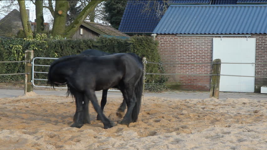 Two three-year-old Frisian stallions play-fighting, jumping, running, biting, bucking and rearing. 