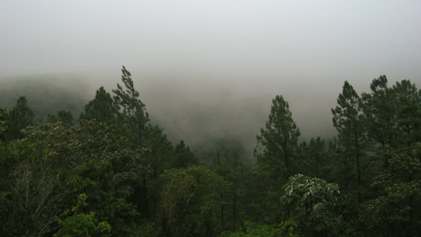 Rainforest Mist Costa Rica 2 Timelapse. Time-Lapse of foggy mist passing through a rainforest in the Arenal Volcano area of Costa Rica.