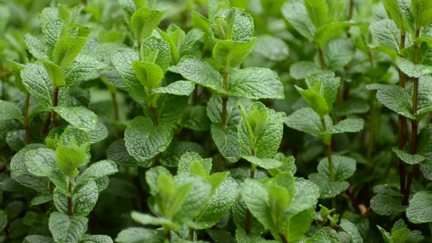 Mint plants in the rain