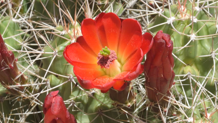 Red Cactus Flower in southern Utah
