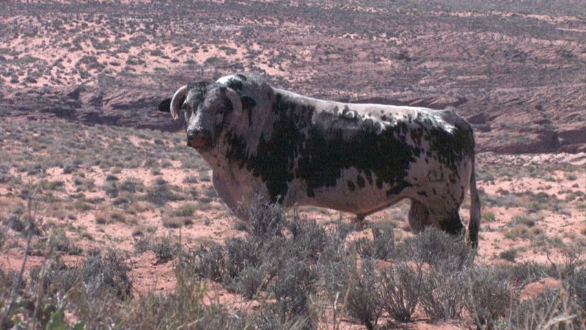 Male stud bulls in the Arizona desert near Page. Zoom. On the Navajo Indian Reservation. Dry, remote and desolate area for livestock and farm animals. Horns curl down in front of face.