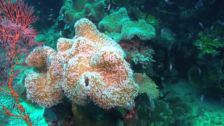 Red sea fan coral, Papua New Guinea, Milne Bay