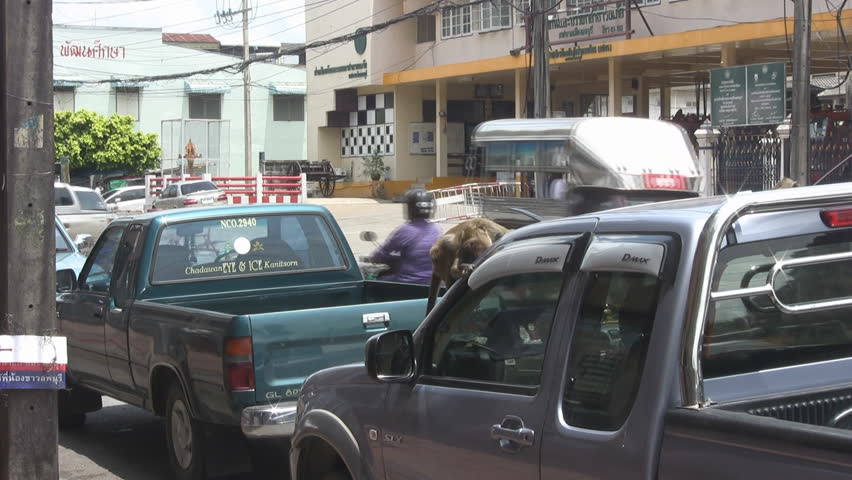 Lopburi, Thailand - circa 2012: A monkey chews the rubber rim of a car door while another jumps into the back of a stationary pick up truck.