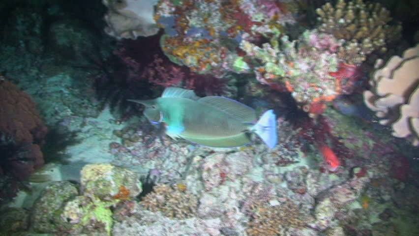 Spotted unicornfish, Naso brevirostris, Papua New Guinea, Milne Bay 