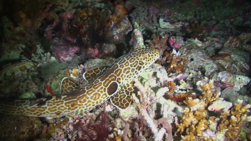 The walking shark, Epaulette Shark, Hemiscyllium ocellatum, Papua New Guinea, Milne Bay 