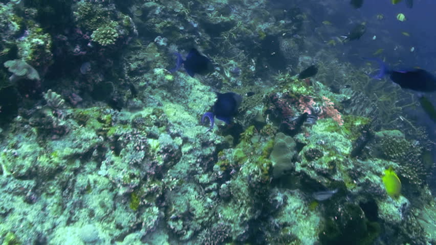 Redtoothed triggerfish aka Blue durgon, Odonus niger, Papua New Guinea, Milne Bay 