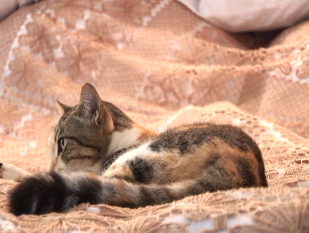 Cat relaxing and yawning then pull out to wide (139)