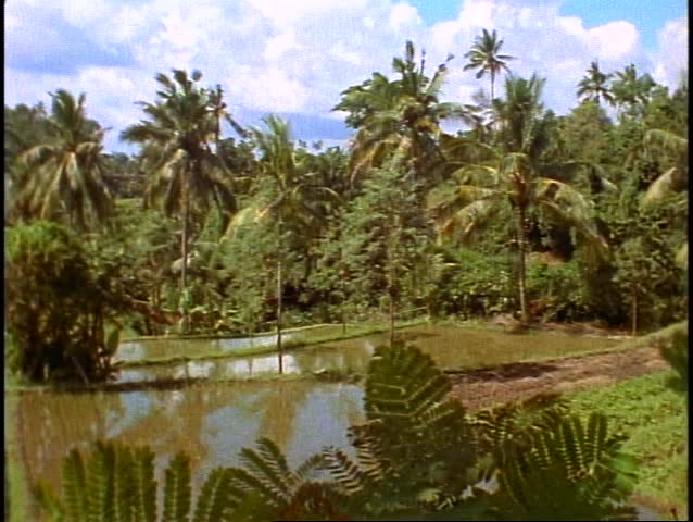 Bali, rice fields in jungle, lush, green, palms, wide shot