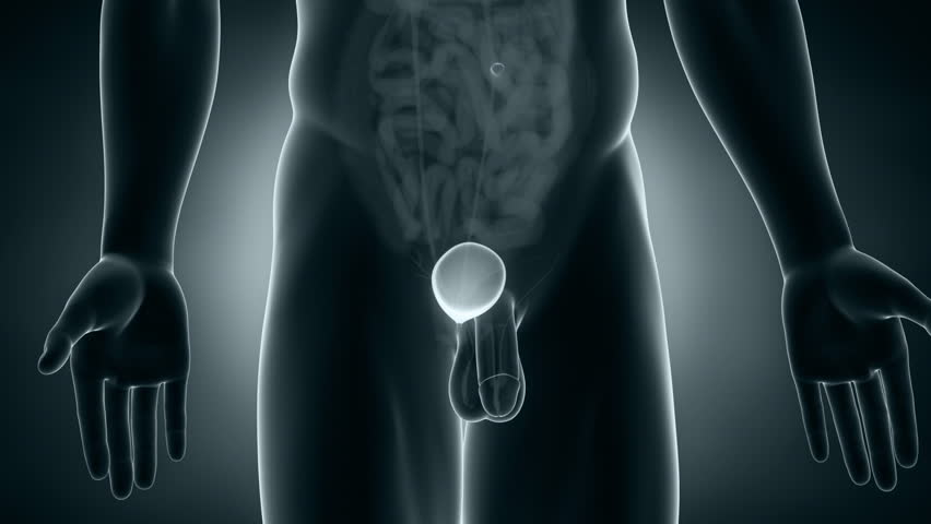 Detailed View - Male BLADDER Anatomy In X-ray Stock Footage Video