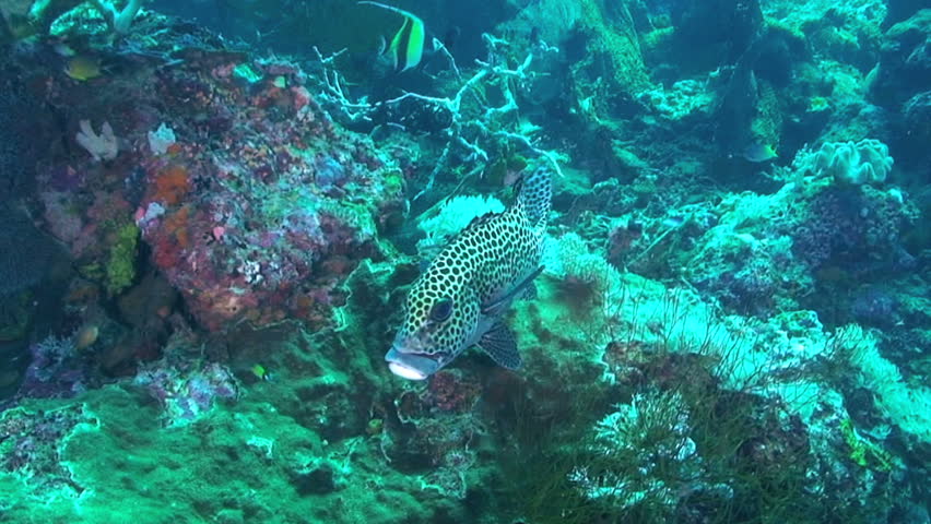 Harlequin sweetlips aka Many-spotted sweetlips, Plectorhinchus chaetodonoides, Papua New Guinea, Milne Bay 