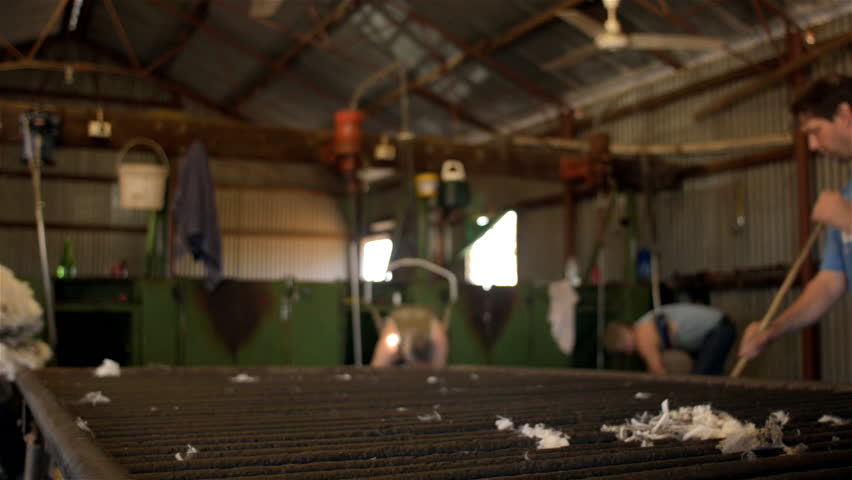 WOODANILLING, AUSTRALIA - November 21, 2012: Rousabout throwing a fleece of freshly shorn wool, to remove the bad wool, during shearing on an Australian farm, on November 21, 2013.