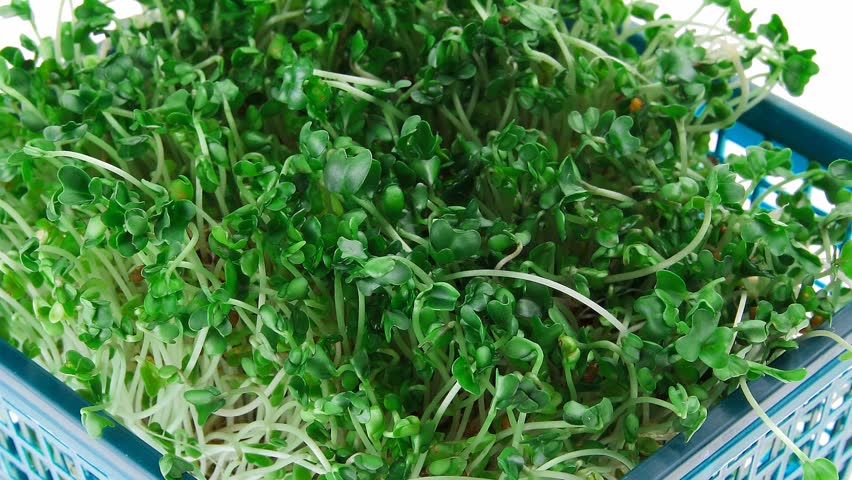young broccoli sprout in basket