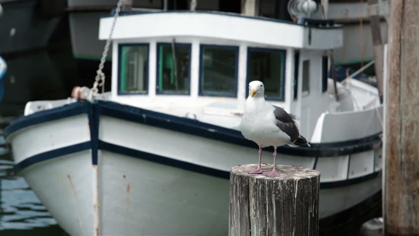 Seagull at Fisherman Wharf San Francisco pier on post in front of fishing boat.