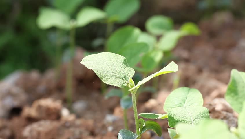 soybean sapling in the spring