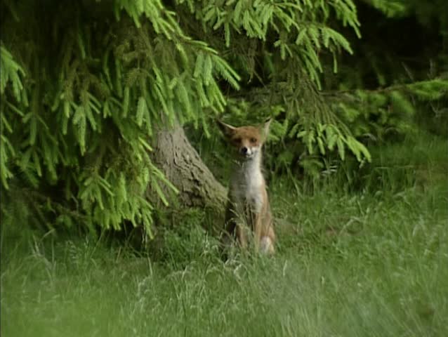 Red fox (vulpes vulpes) sits at forest edge