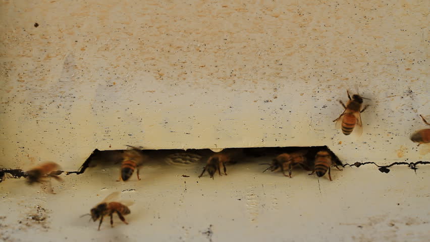 Working the bees on honeycomb at farm