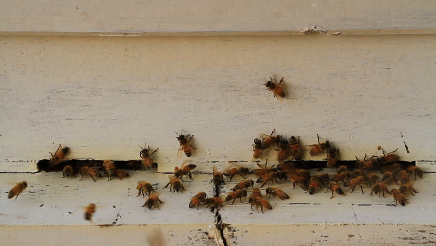 Working the bees on honeycomb at farm
