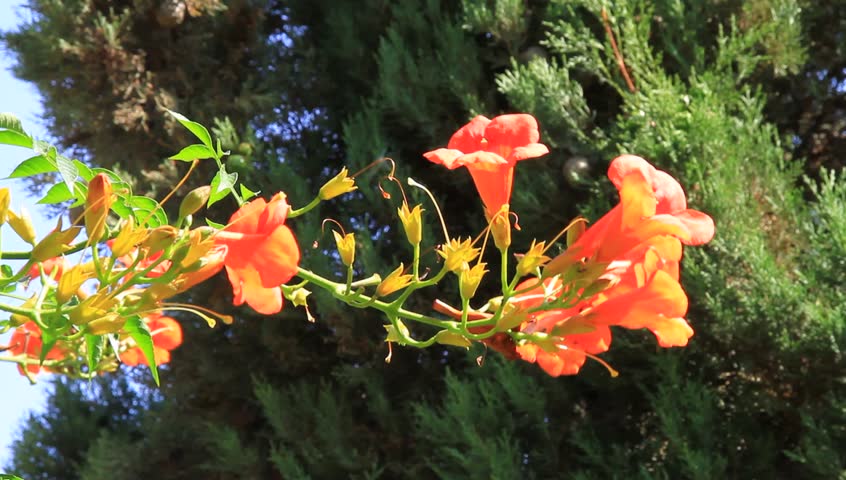 Red flowers at pine tree forest. 1080p High Definiton Video. Red hibiscus branch with sparrow song.
