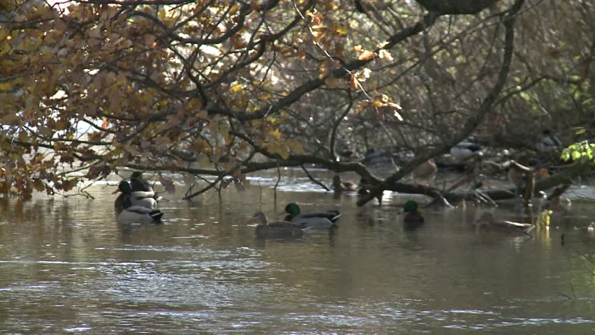 Ducks resting on the water