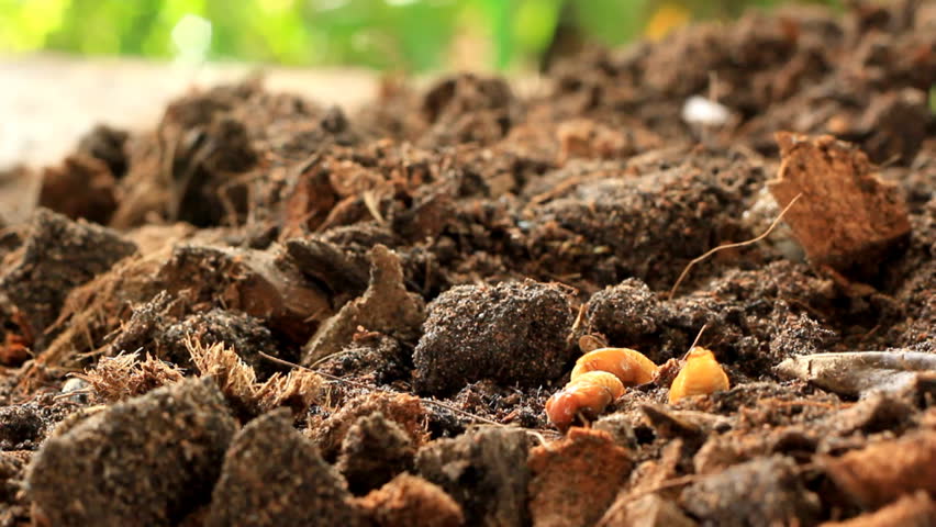 Grubs in the soil.