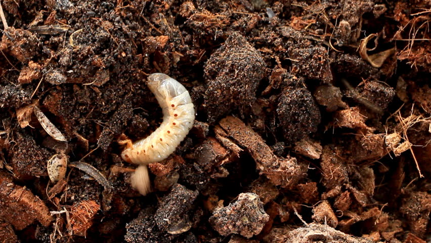 Grubs in the soil.