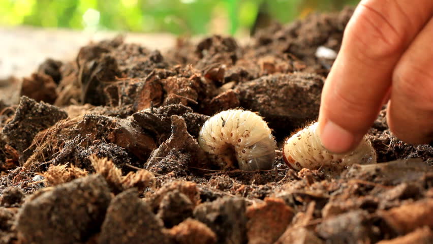 Grubs in the soil.