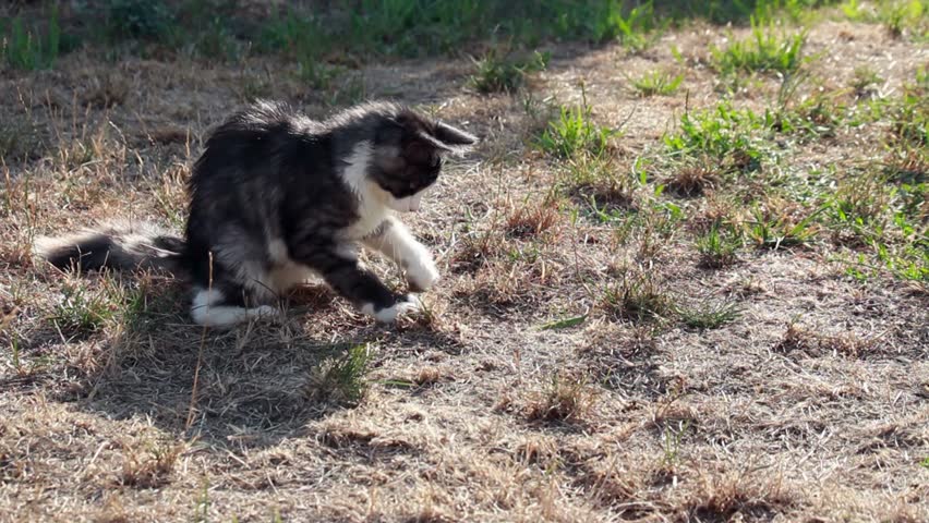 Cat on a plot playing with hunted locust