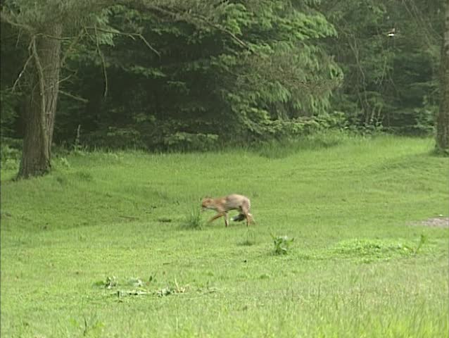Red fox (vulpes vulpes) in field, marks territory by urinating and disappears into forest.