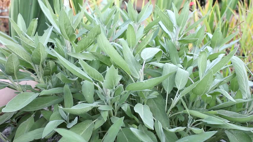 herbs harvest/herbs/harvest