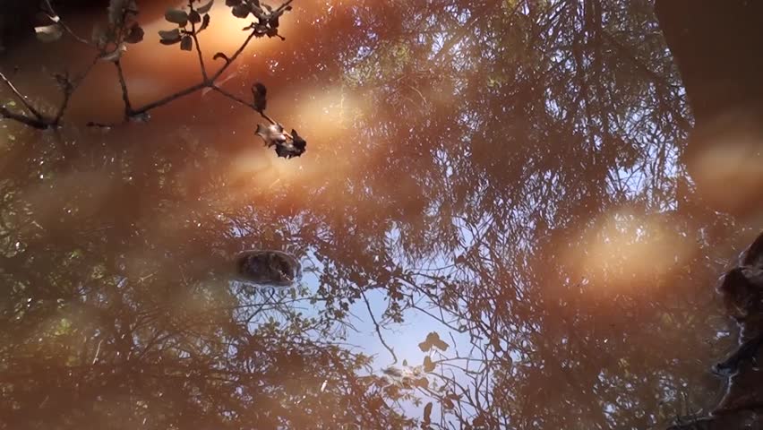 Reflection of sky in rainwater pool, zoom out, tilt 