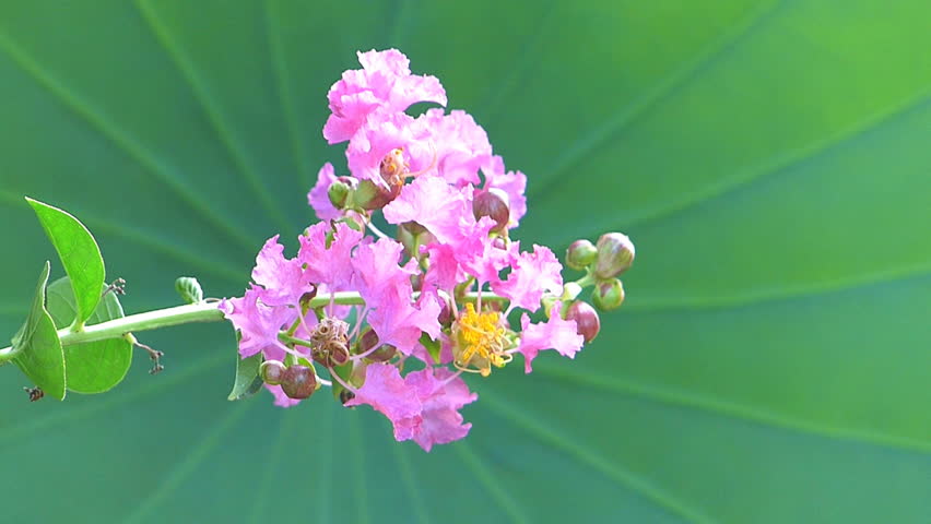  flower and Lotus leaves background.