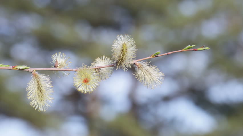 Flowers willow on a background of blue sky and the branches of the pine tree.