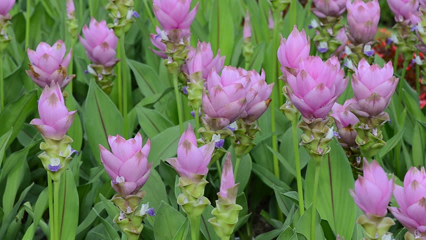 Full HD-Siam Tulip moving in the wind. Thailand