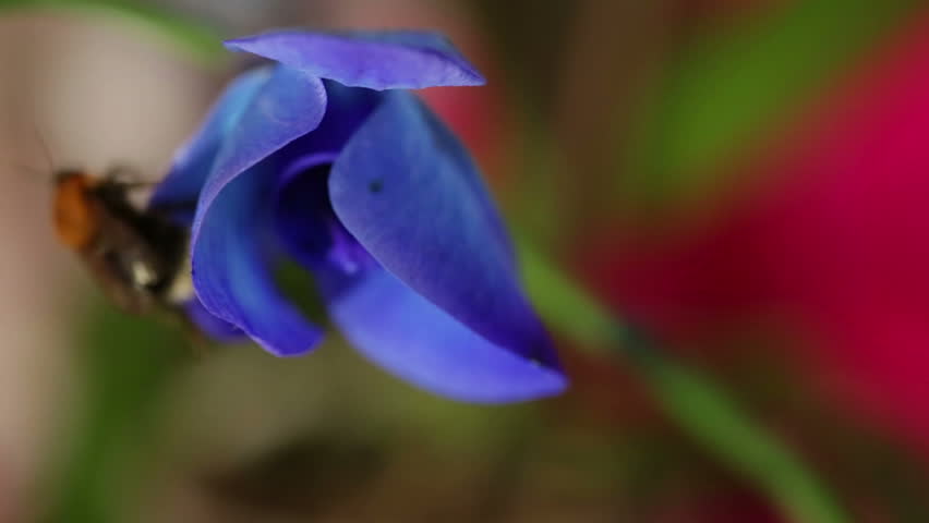 Bumblebee creeps on flower.