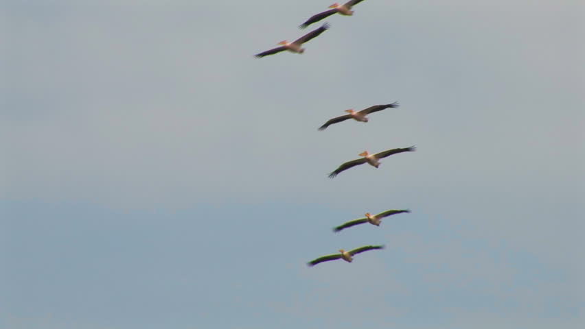 Birds - Colonies of pelicans flying in V-formation - The Great White Pelican - Pelecanus onocrotalus
