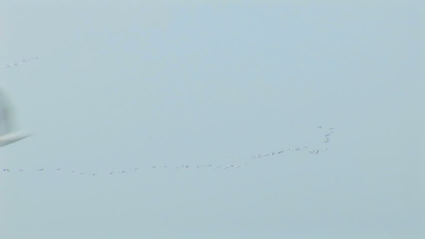Birds - Colonies of pelicans flying in V-formation - The Great White Pelican - Pelecanus onocrotalus
