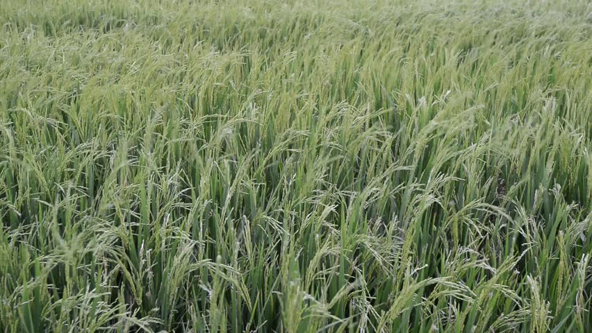 Wind sprint on green rice field clip video full HD 1920 x 1080.