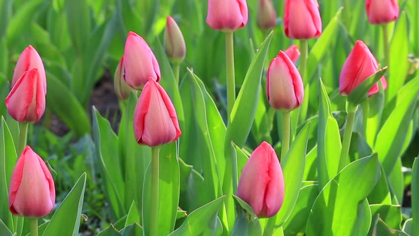 purple tulips