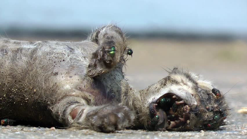 A dead cat decomposing with a mass of flies.