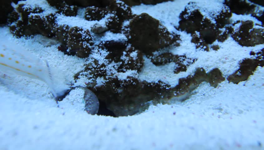 Close-up shot of aquarium fish
