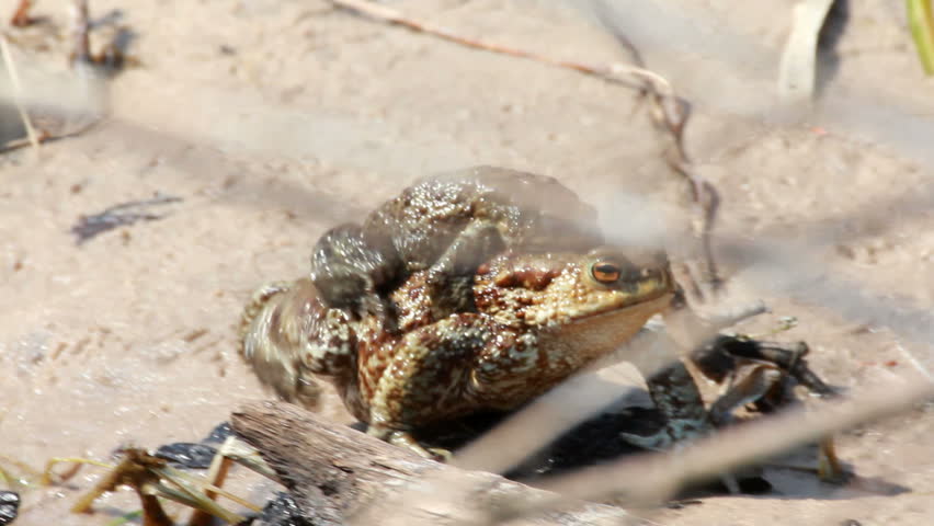 Couple Of mating Toads  in spring season